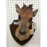 A taxidermy stuffed and mounted Red Duiker head and shoulders mount, with horns,