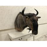 A taxidermy stuffed and mounted Blue Wildebeest shoulder mount, with horns, approx 67.