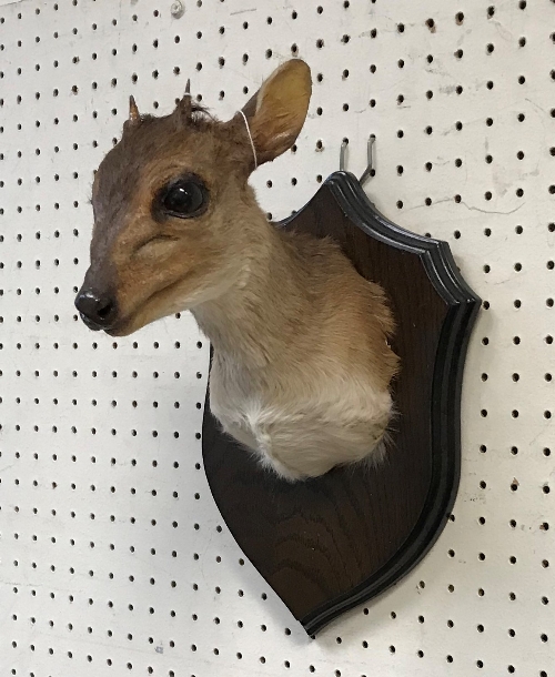 A taxidermy stuffed and mounted Blue Duiker head and shoulders mount, with horns, - Image 4 of 4