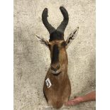 A taxidermy stuffed and mounted Hartebeest head and shoulder mount, with horns,