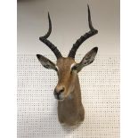 A taxidermy stuffed and mounted Impala head and shoulder mount, with horns,