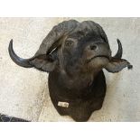 A taxidermy stuffed and mounted Water Buffalo head and shoulder mount, with horns,