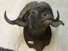 A taxidermy stuffed and mounted Water Buffalo head and shoulder mount, with horns,