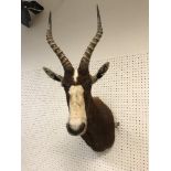 A taxidermy stuffed and mounted Blesbok head and shoulder mount, with horns,
