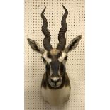 A taxidermy stuffed and mounted Blackbuck head and shoulders mount, with horns,