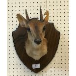 A taxidermy stuffed and mounted Suni head and shoulders mount, with horns,