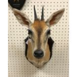 A taxidermy stuffed and mounted Common Grey Duiker head and shoulders mount, with horns,