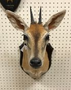 A taxidermy stuffed and mounted Common Grey Duiker head and shoulders mount, with horns,