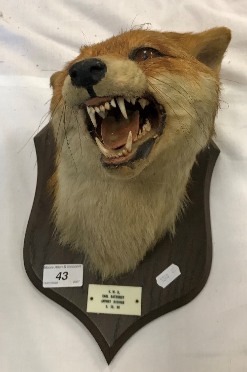 A taxidermy stuffed and mounted Fox mask in the manner of Peter Spicer, - Image 2 of 9