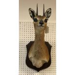 A taxidermy stuffed and mounted Klipspringer head and shoulders mount, with horns,