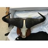 A Water Buffalo skull and horns on shield shaped mount,