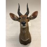 A taxidermy stuffed and mounted Bushbuck head and shoulder mount, with horns,