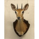 A taxidermy stuffed and mounted Oribi head and shoulders mount, with horns,