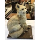 A taxidermy stuffed and mounted full mount Fox in seated position, on an oak base,