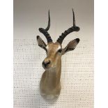 A taxidermy stuffed and mounted Impala head and shoulders mount, with horns,