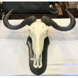 A Wildebeest skull and horns, on ebonised mount,