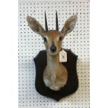 A taxidermy stuffed and mounted Steenbok head and shoulders mount, with horns,