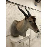 A taxidermy stuffed and mounted Eland shoulder mount, with horns, approx 125 cm high x 60 cm wide,