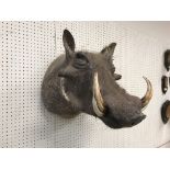 A taxidermy stuffed and mounted Warthog head and shoulder mount, with tusks,