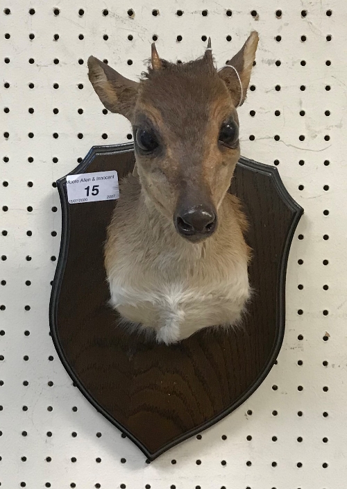 A taxidermy stuffed and mounted Blue Duiker head and shoulders mount, with horns,