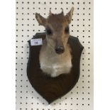A taxidermy stuffed and mounted Blue Duiker head and shoulders mount, with horns,