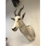 A taxidermy stuffed and mounted White Blesbuck head and shoulders mount, with horns,