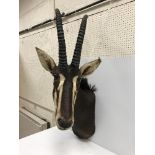 A taxidermy stuffed and mounted Sable shoulder mount, with horns,