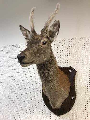 A taxidermy stuffed and mounted Juvenile Red Deer Stag with antlers in fur,