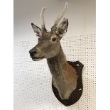 A taxidermy stuffed and mounted Juvenile Red Deer Stag with antlers in fur,
