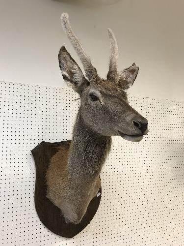 A taxidermy stuffed and mounted Juvenile Red Deer Stag with antlers in fur, - Image 3 of 4