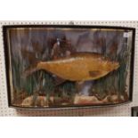 A rare Victorian taxidermy stuffed and mounted Bream by F Anstiss of London,