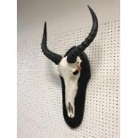 A Reedbuck skull with horns, mounted on an ebonised shield mount,
