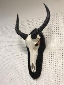 A Reedbuck skull with horns, mounted on an ebonised shield mount,