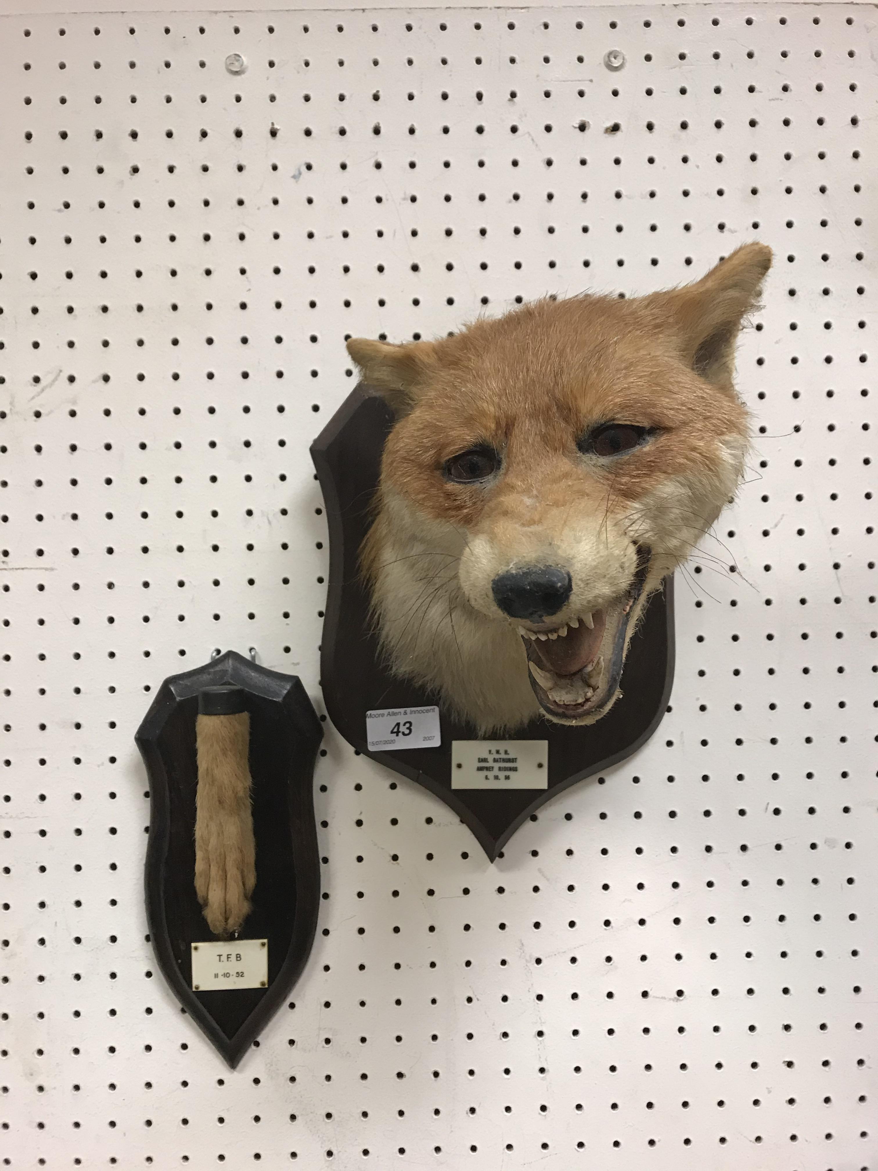 A taxidermy stuffed and mounted Fox mask in the manner of Peter Spicer,
