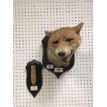 A taxidermy stuffed and mounted Fox mask in the manner of Peter Spicer,
