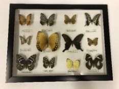 A cased collection of butterflies,