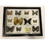 A cased collection of butterflies,