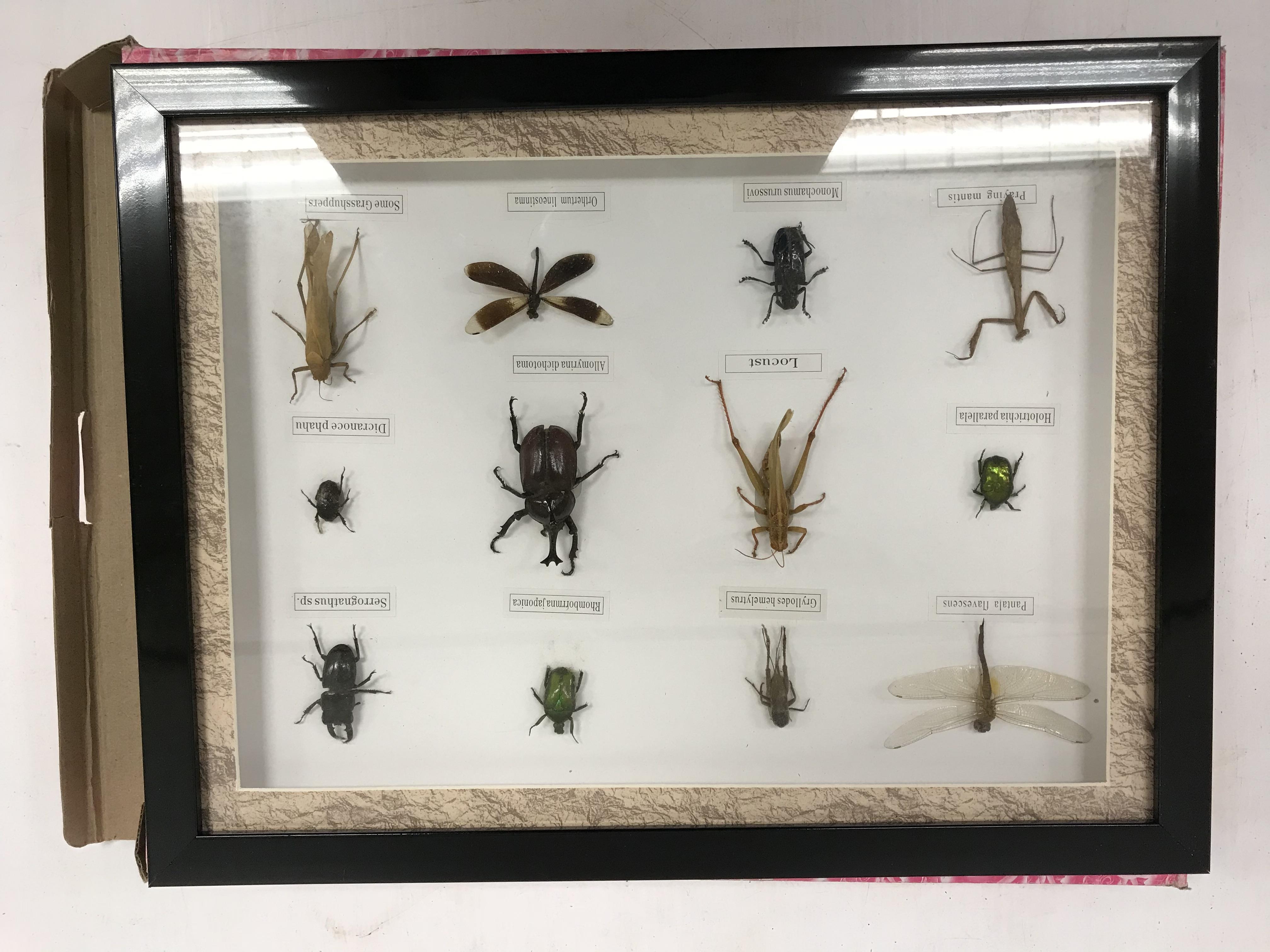 A modern framed and glazed collection of insects including Locust, Praying Mantis, Grasshopper,