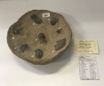 A fossilized trilobite collection plate,