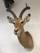 A taxidermy stuffed and mounted Impala h