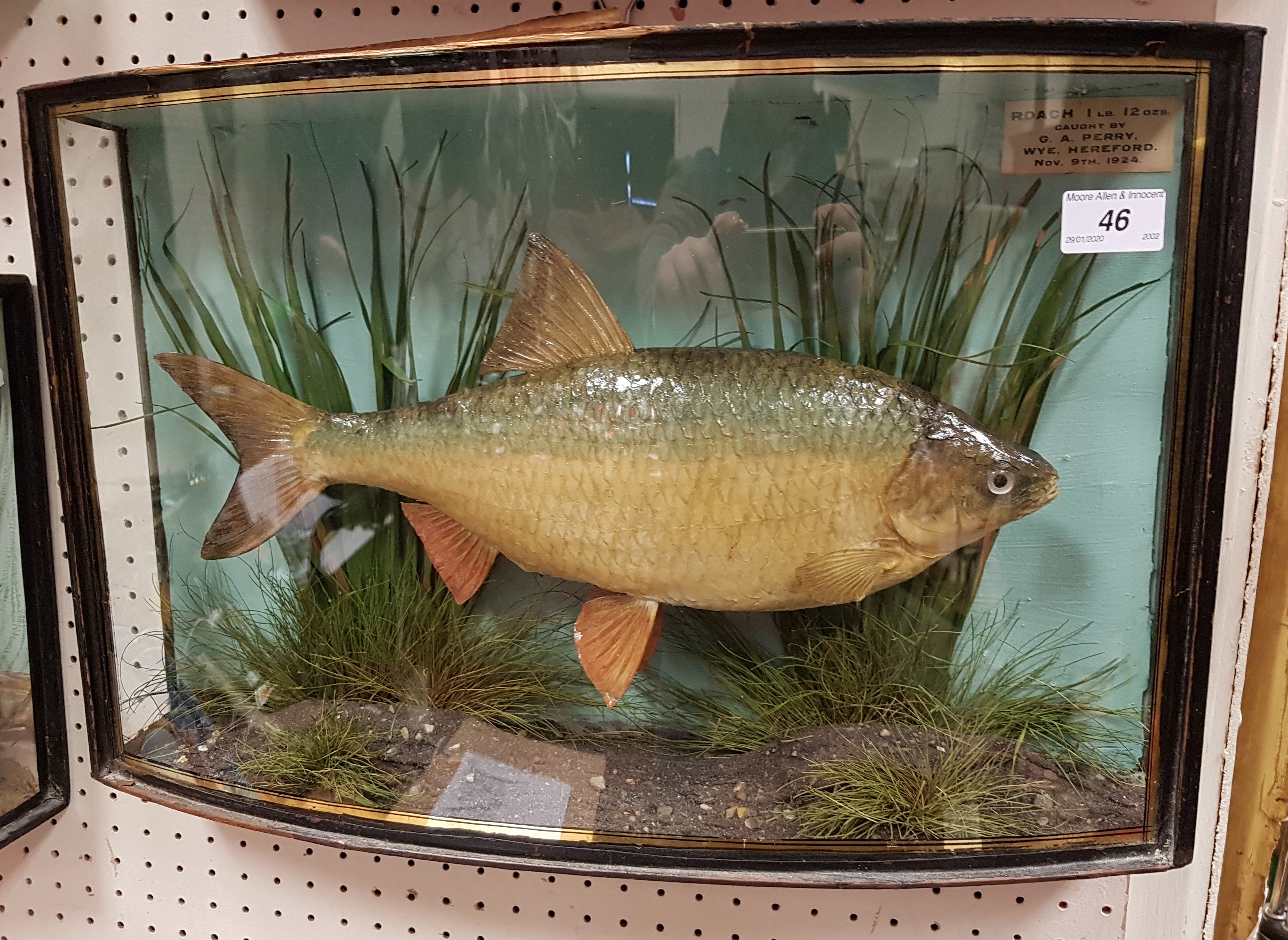 A taxidermy stuffed and mounted Roach in