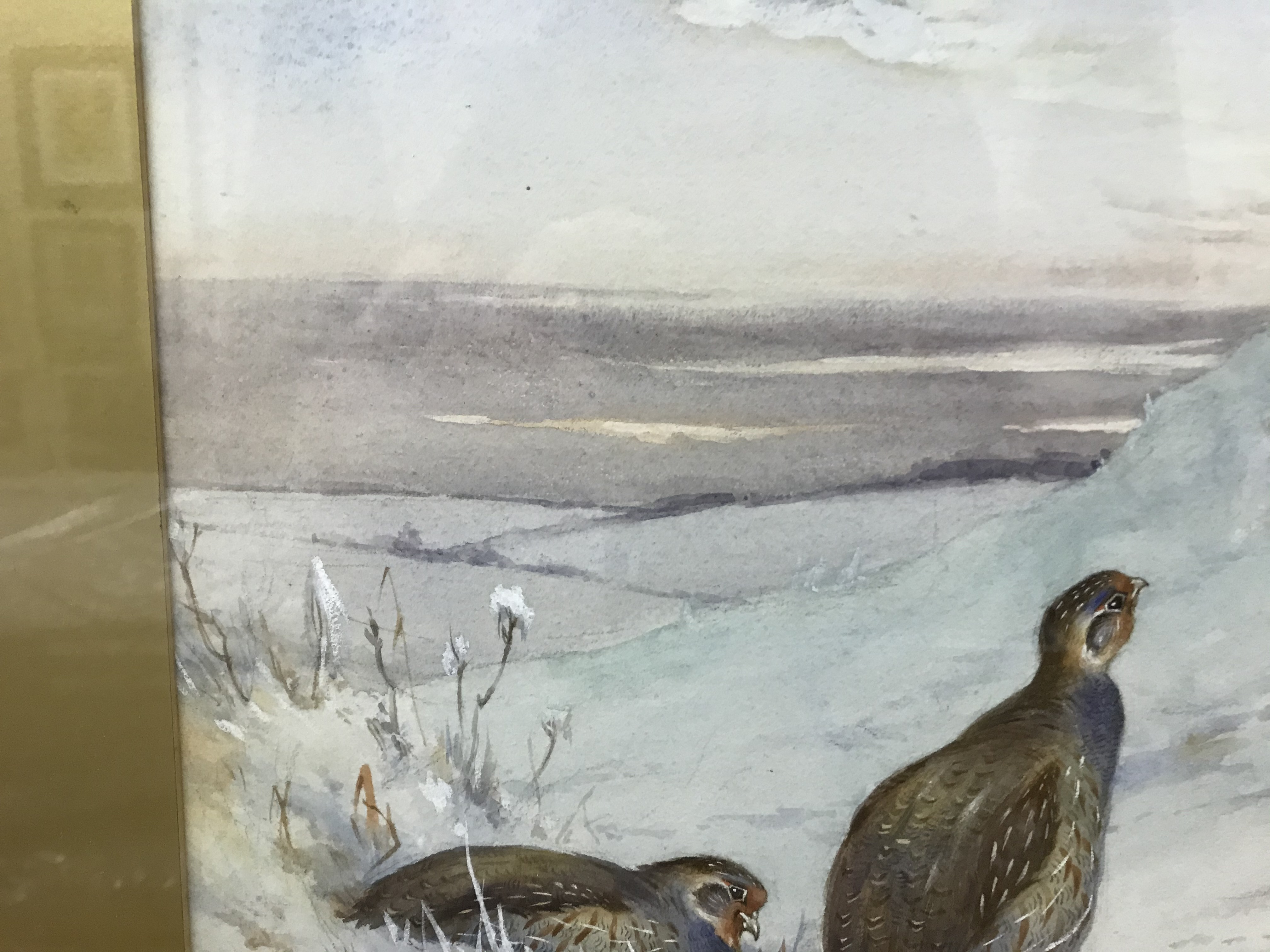J HAMMOND HARWOOD "English Grey Legged Partridge in Snow", watercolour heightened with white, - Image 9 of 18