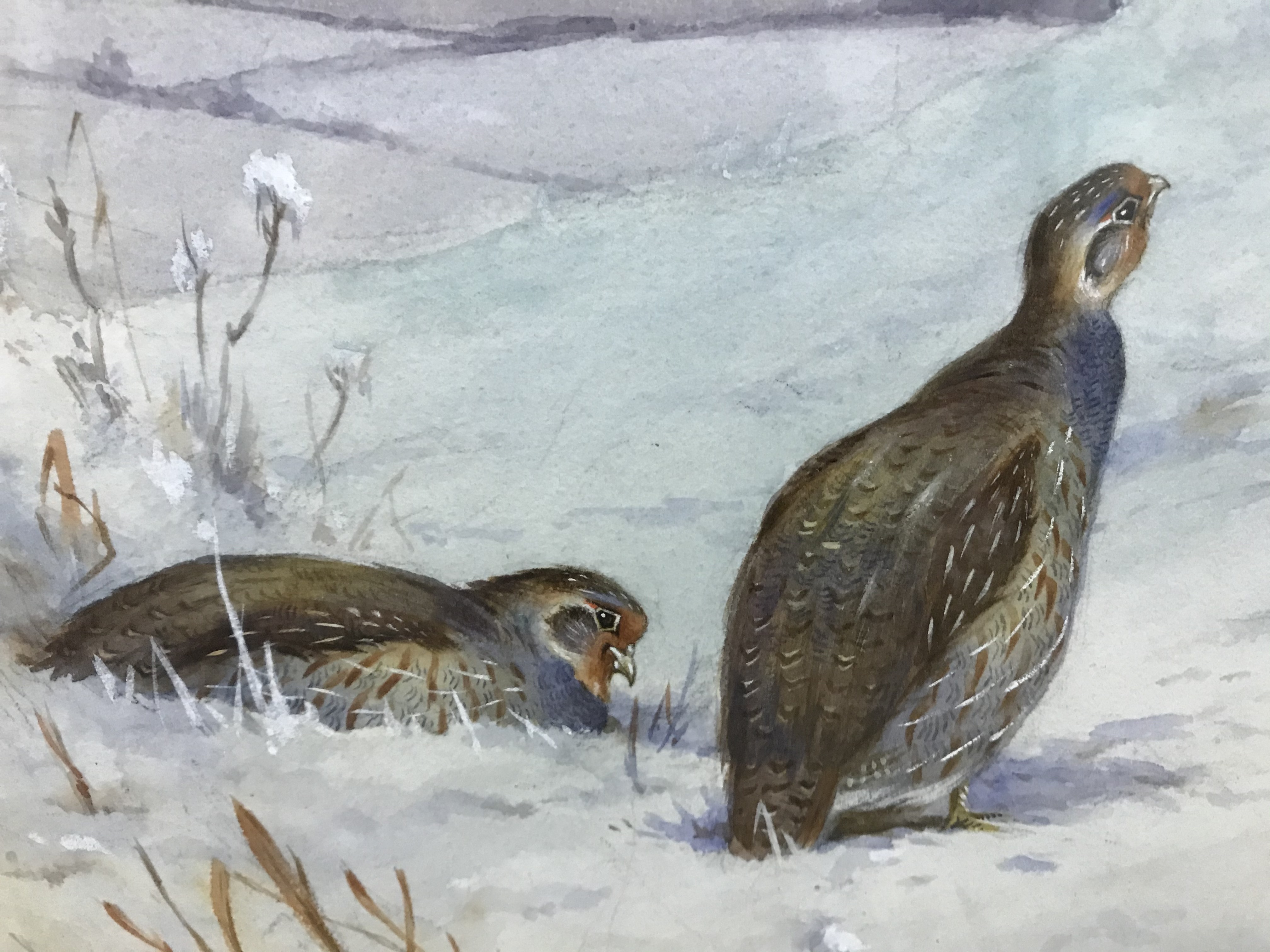 J HAMMOND HARWOOD "English Grey Legged Partridge in Snow", watercolour heightened with white, - Image 16 of 18