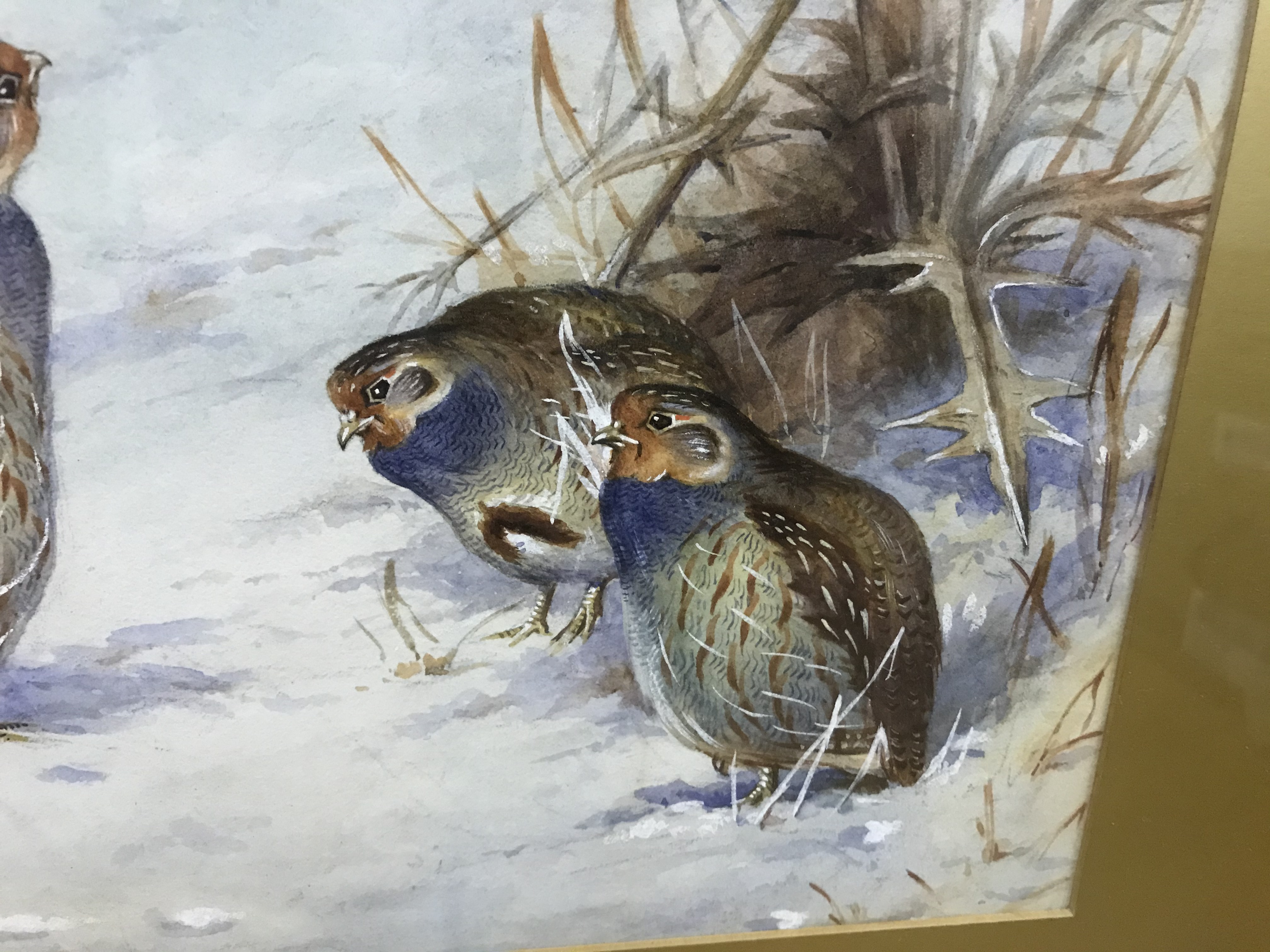 J HAMMOND HARWOOD "English Grey Legged Partridge in Snow", watercolour heightened with white, - Image 17 of 18