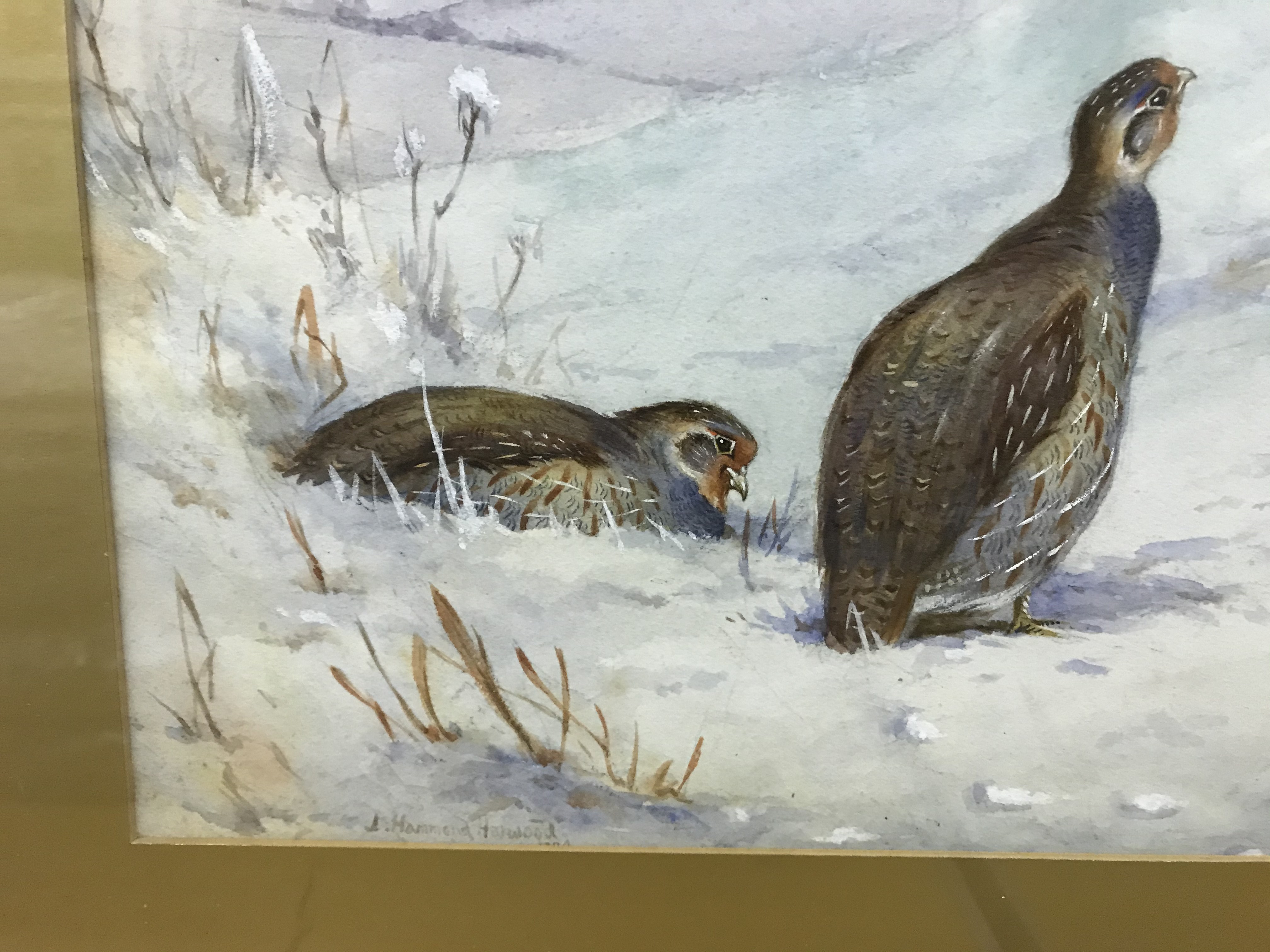 J HAMMOND HARWOOD "English Grey Legged Partridge in Snow", watercolour heightened with white, - Image 10 of 18