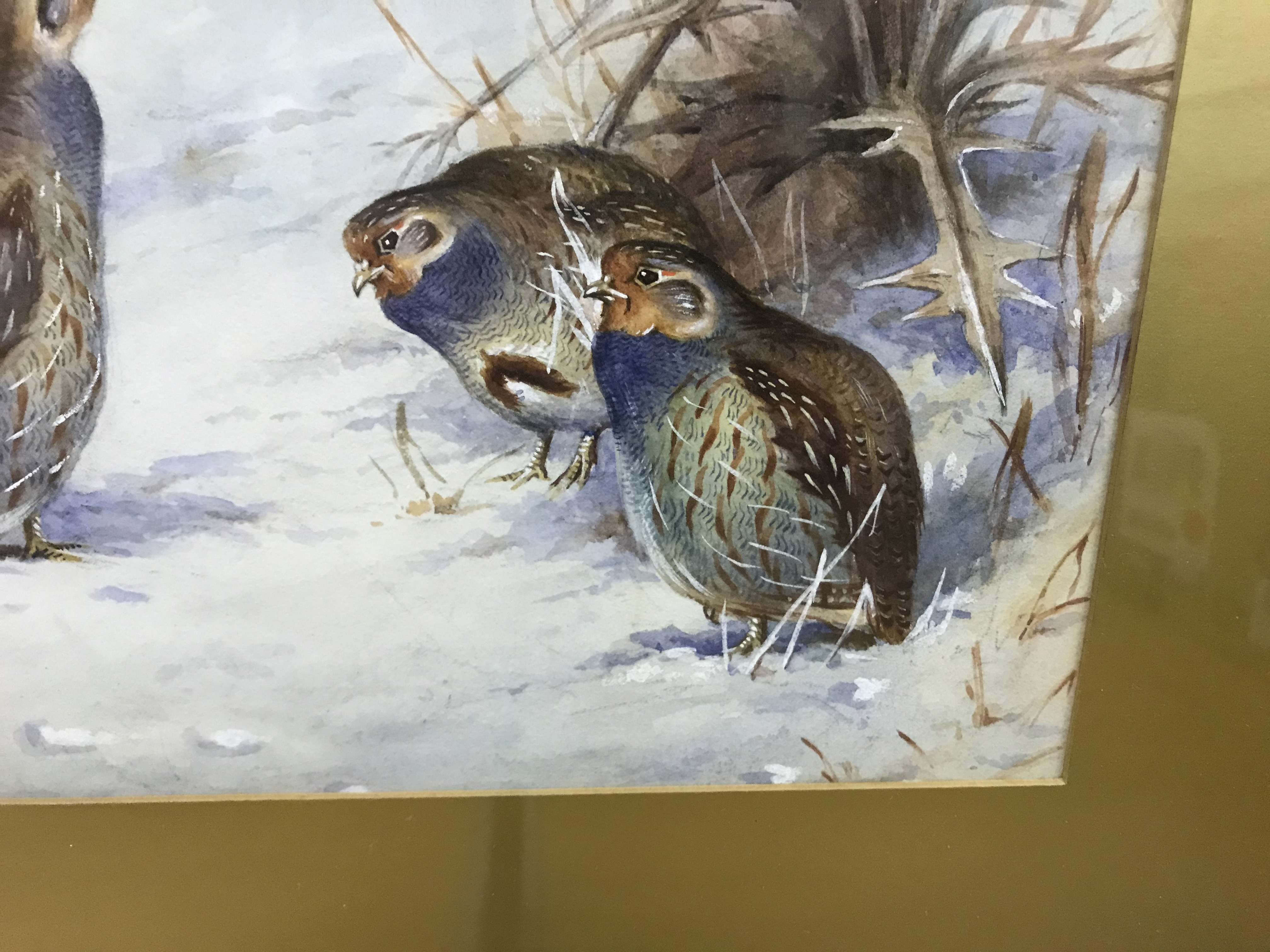 J HAMMOND HARWOOD "English Grey Legged Partridge in Snow", watercolour heightened with white, - Image 12 of 18