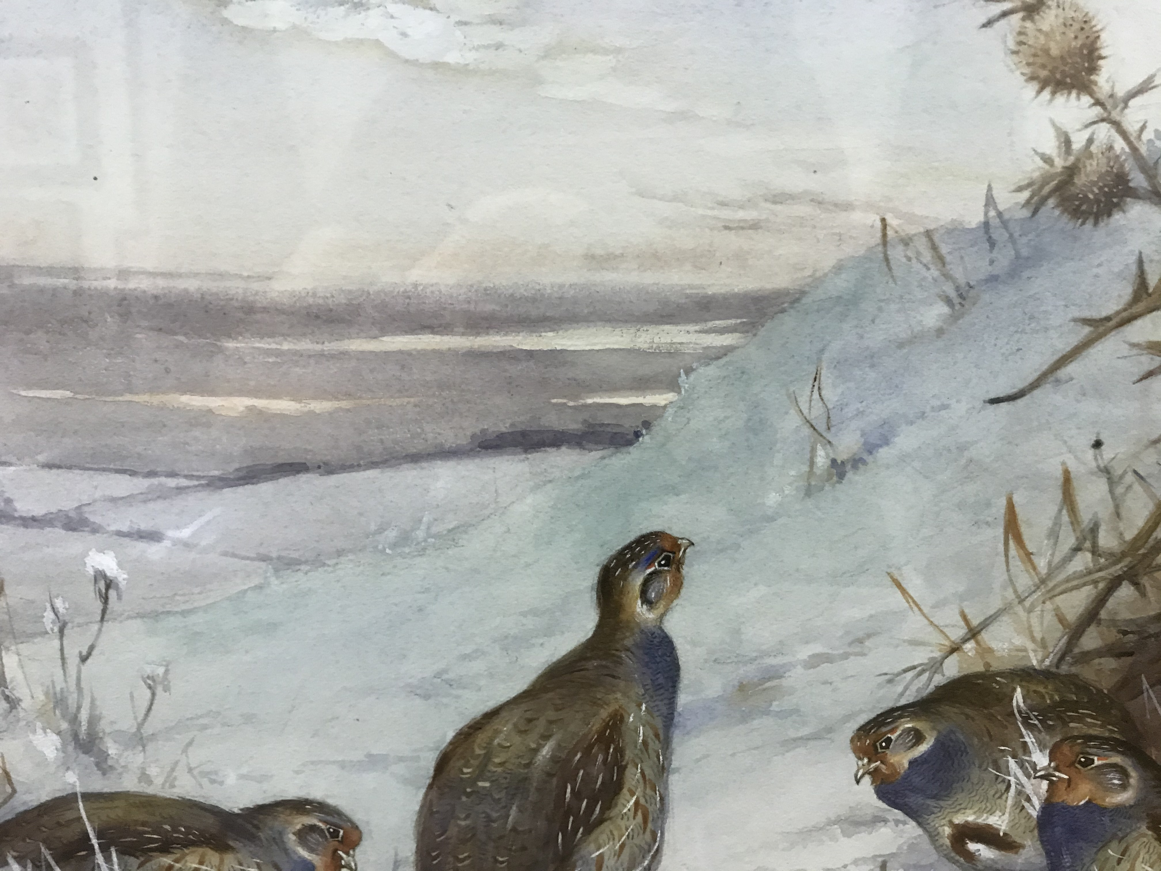 J HAMMOND HARWOOD "English Grey Legged Partridge in Snow", watercolour heightened with white, - Image 8 of 18