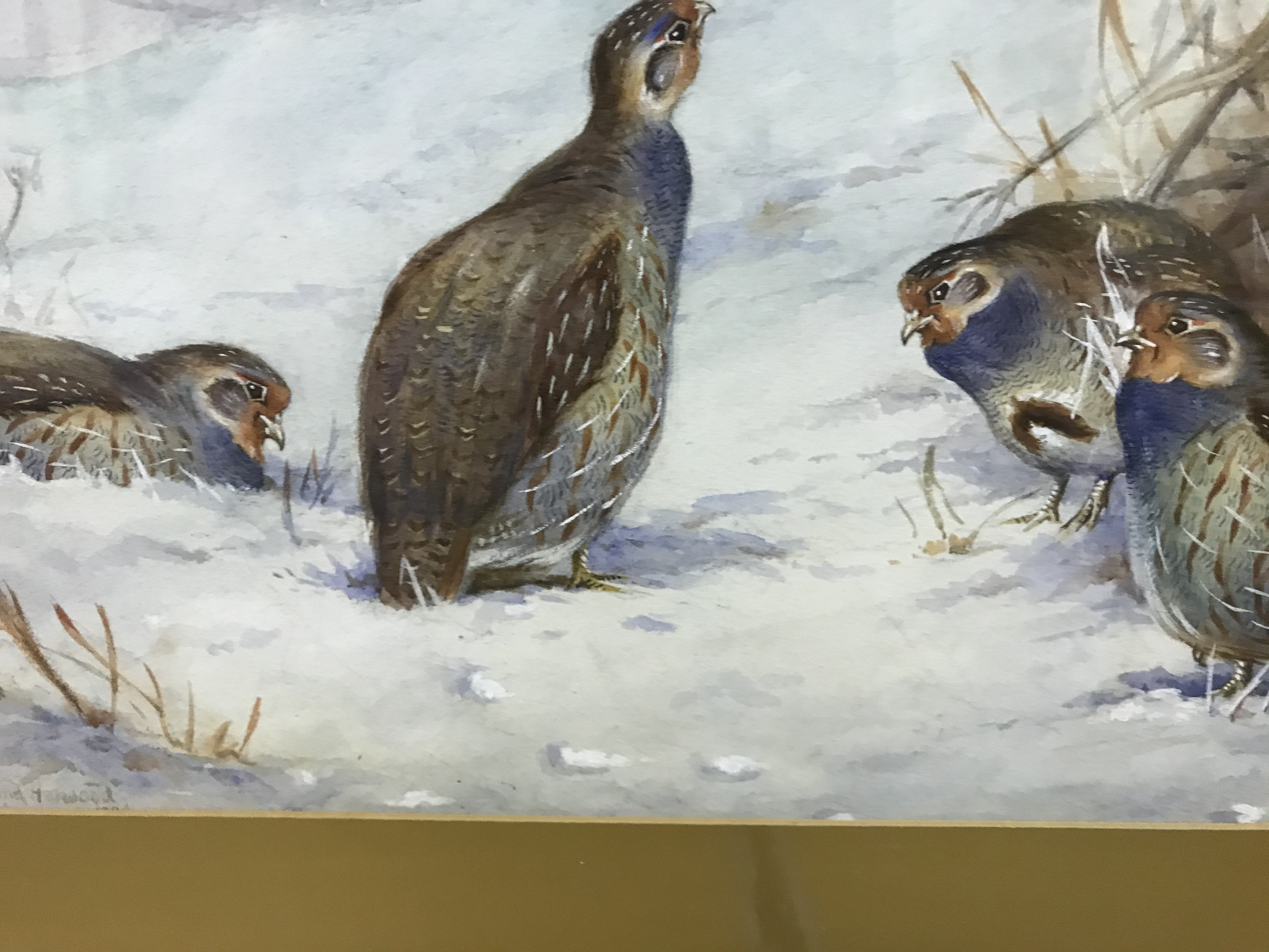 J HAMMOND HARWOOD "English Grey Legged Partridge in Snow", watercolour heightened with white, - Image 11 of 18