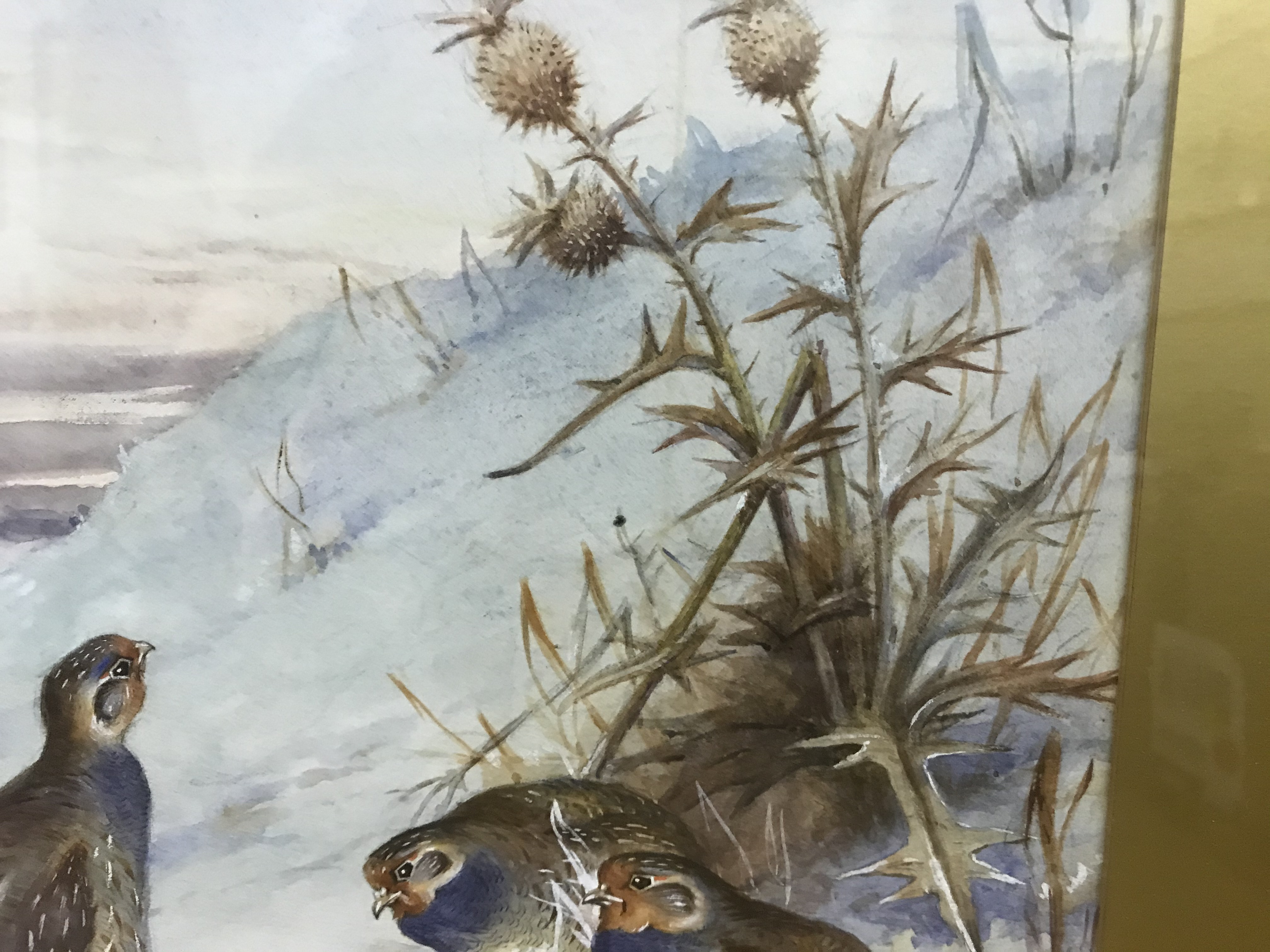 J HAMMOND HARWOOD "English Grey Legged Partridge in Snow", watercolour heightened with white, - Image 7 of 18