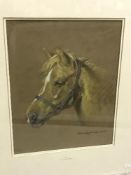 PETER RASMUSSEN "Pony" a portrait head study, pastel,